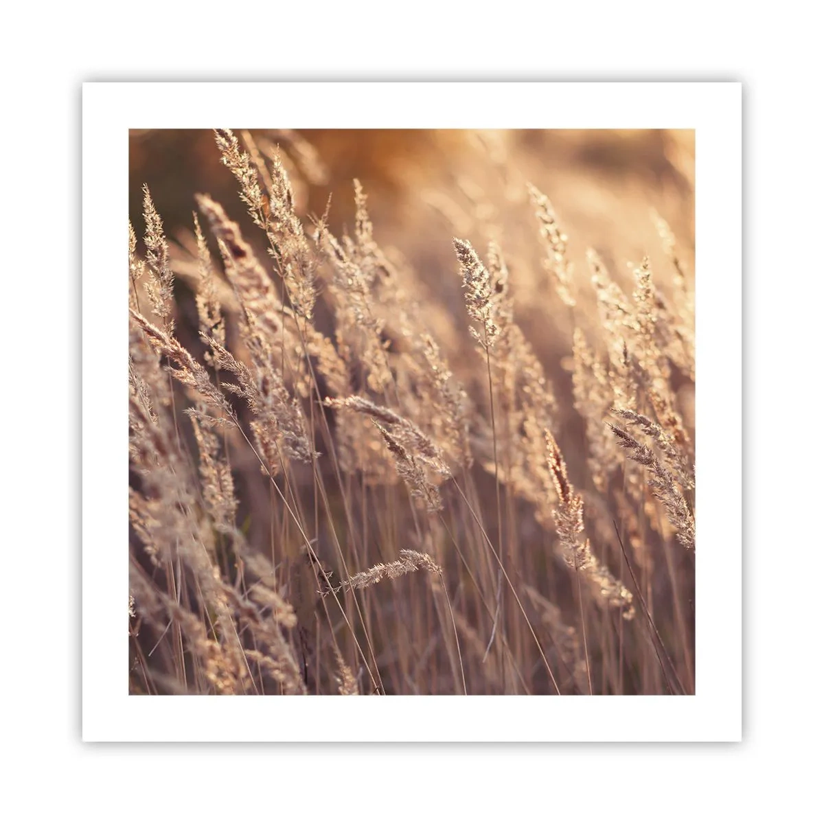 Affiche - Poster - Prêt à accueillir l'automne - 50x50 cm