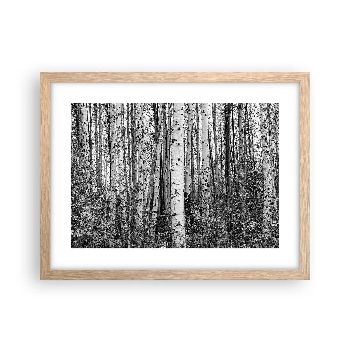 Affiche dans un chêne clair - Poster - Enchevêtrement de bouleau - 40x30 cm