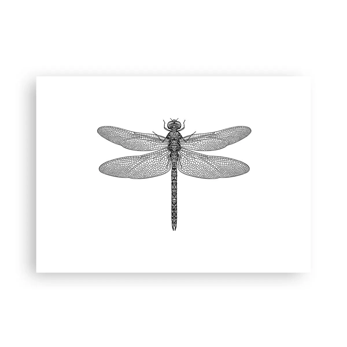 Affiche - Poster - Précision de la nature - 70x50 cm