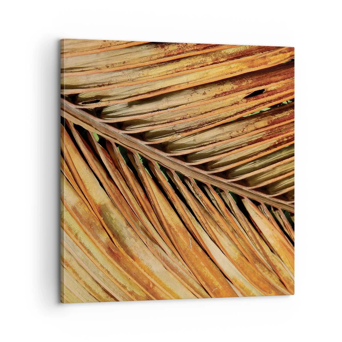 Impression sur toile - Image sur toile - Or de noix de coco - 60x60 cm