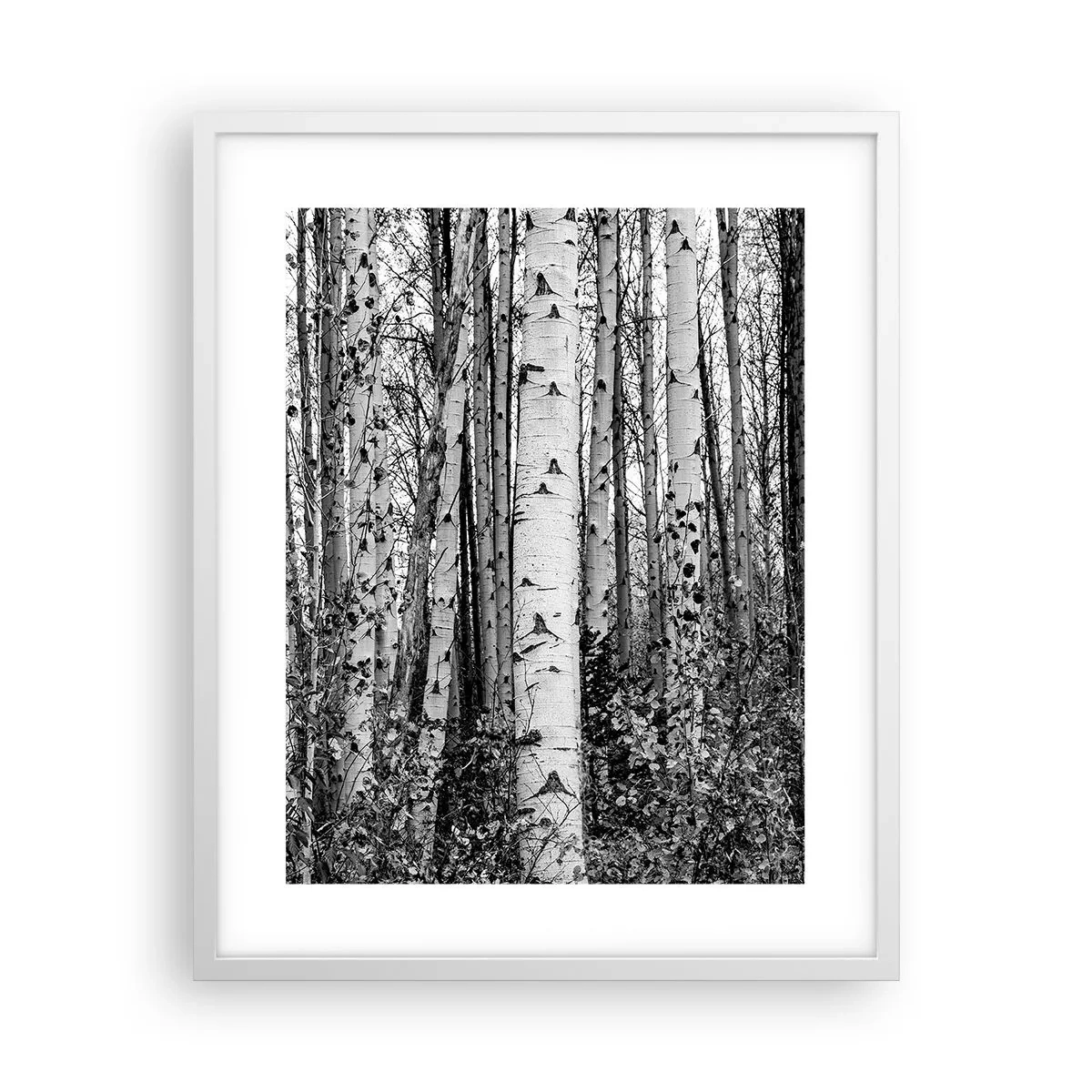 Affiche dans un cadre blanc - Poster - Enchevêtrement de bouleau - 40x50 cm