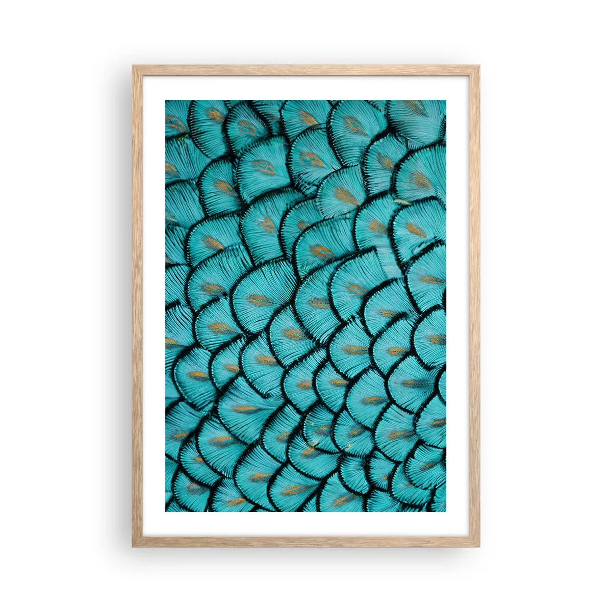 Affiche dans un chêne clair - Poster - Le grand gala des plumes - 50x70 cm