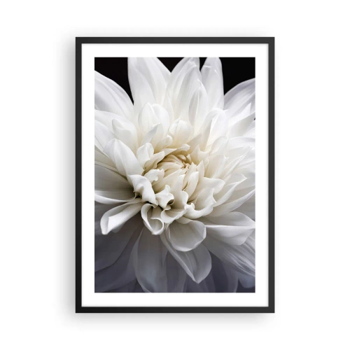 Affiche dans un cadre noir - Poster - Gros plan d'un dahlia blanc sur un fond sombre - 50x70cm - Le matin de la jeune mariéé - Décoration murale moderne pour le salon et la chambre ARTTOR