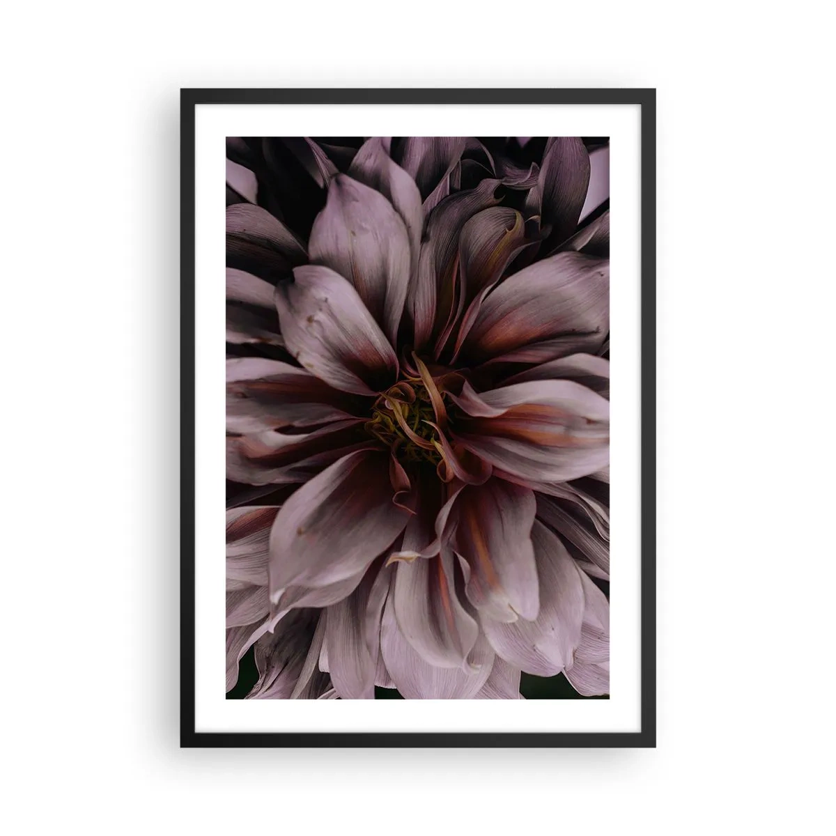 Affiche dans un cadre noir - Poster - Gros plan d'une fleur rose foncé - 50x70cm - Un coeur fleuri - Décoration murale moderne pour le salon et la chambre ARTTOR