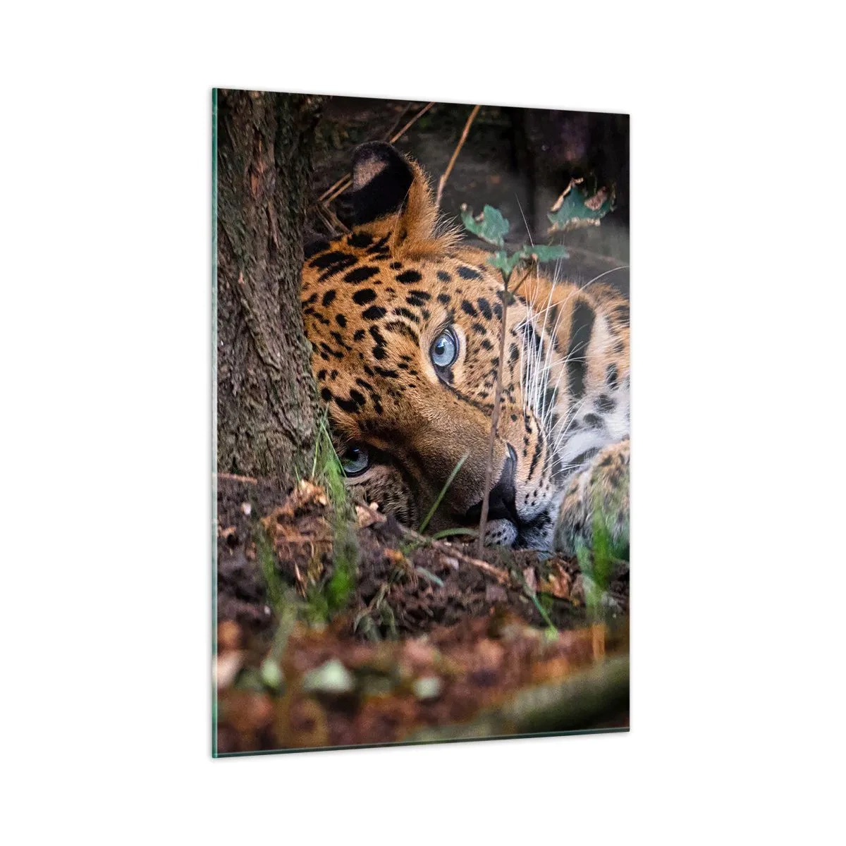 Impression sur verre - Image sur verre - Un jaguar allongé sur le sol, regardant calmement la caméra. - 50x70cm - Fais-moi confiance - Décoration murale moderne pour le salon et la chambre ARTTOR
