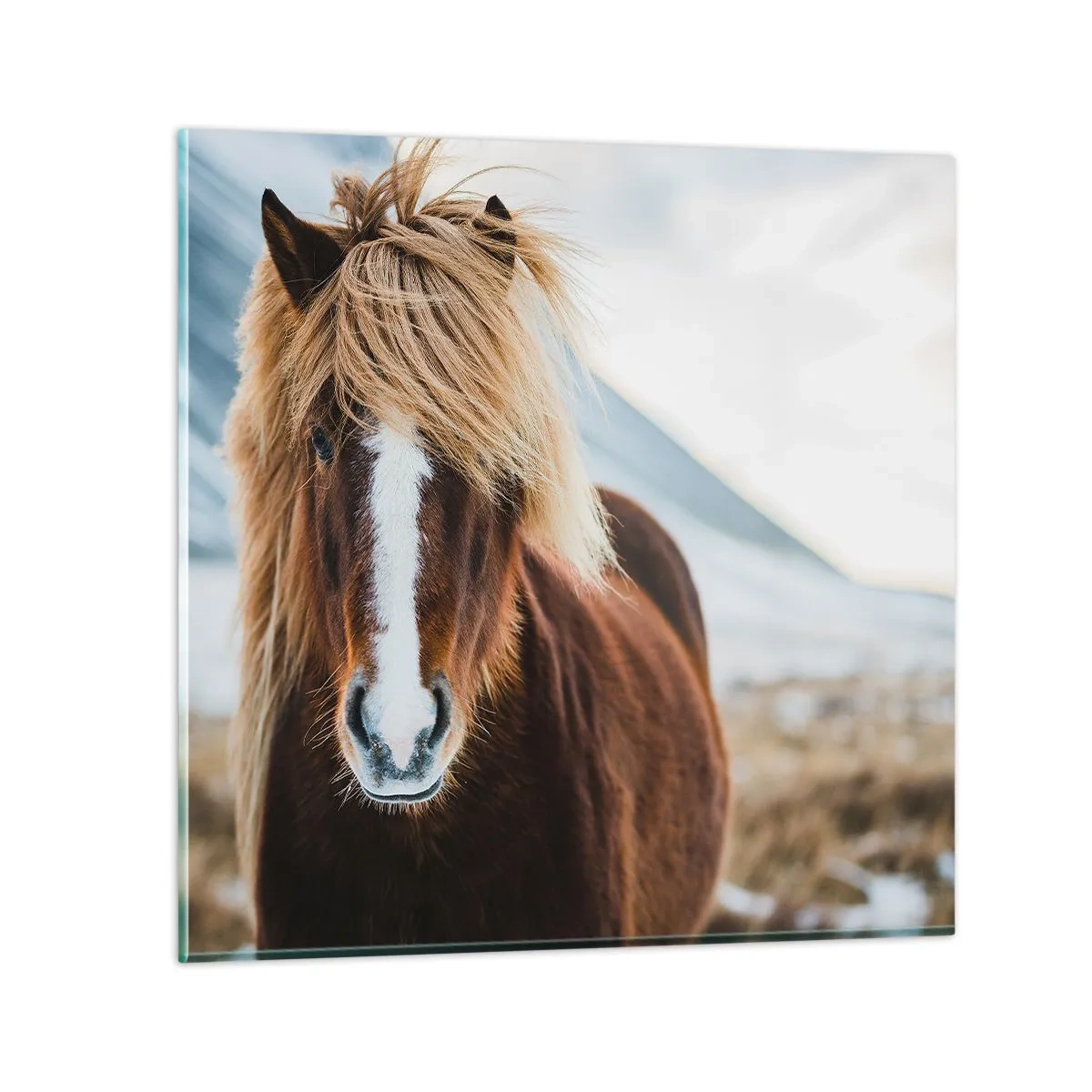 Impression sur verre - Image sur verre - Sentez-vous la liberté ? - 50x50 cm