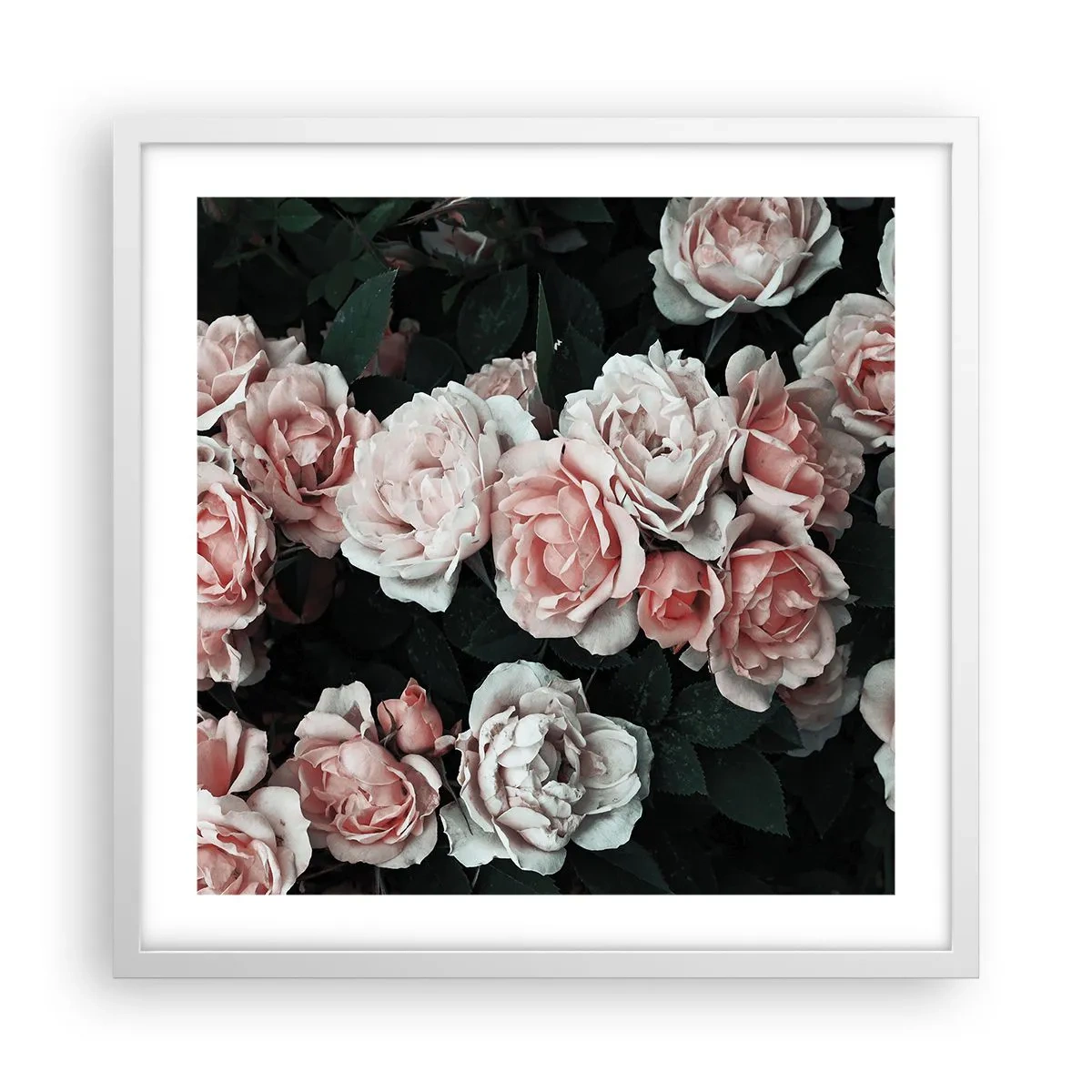 Affiche dans un cadre blanc - Poster - Ensemble de rose - 50x50 cm