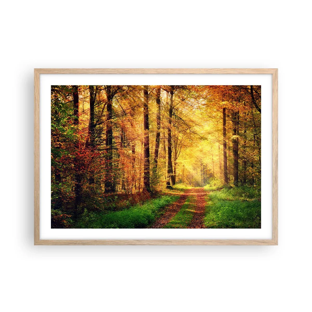 Affiche dans un chêne clair - Poster - Silence d'or en forêt - 70x50 cm