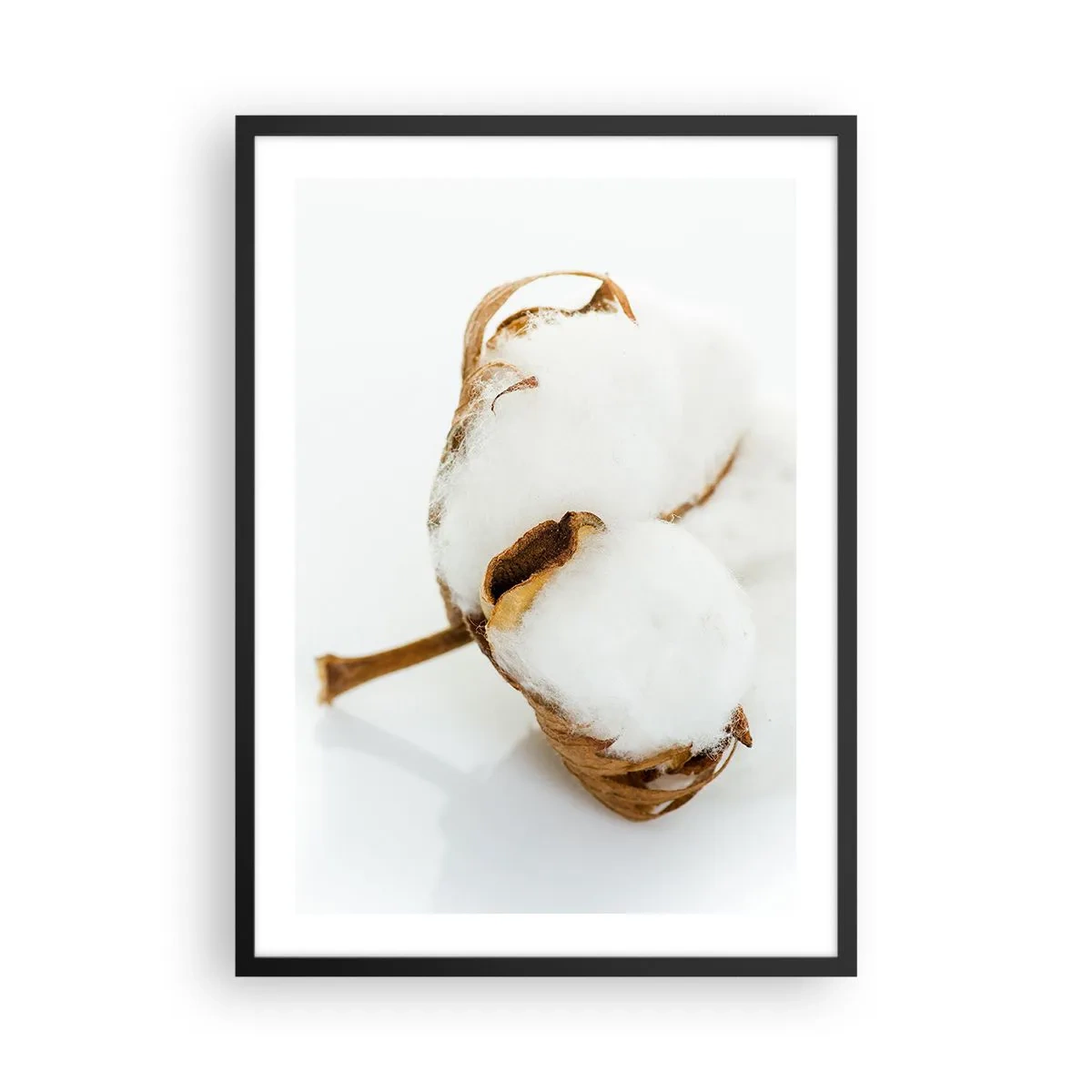 Affiche dans un cadre noir - Poster - Gros plan d'une branche de coton aux fibres blanches délicates. - 50x70cm - Doux par nature - Décoration murale moderne pour le salon et la chambre ARTTOR