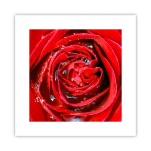 Affiche - Poster - Dans les gouttes de rosée - 30x30 cm