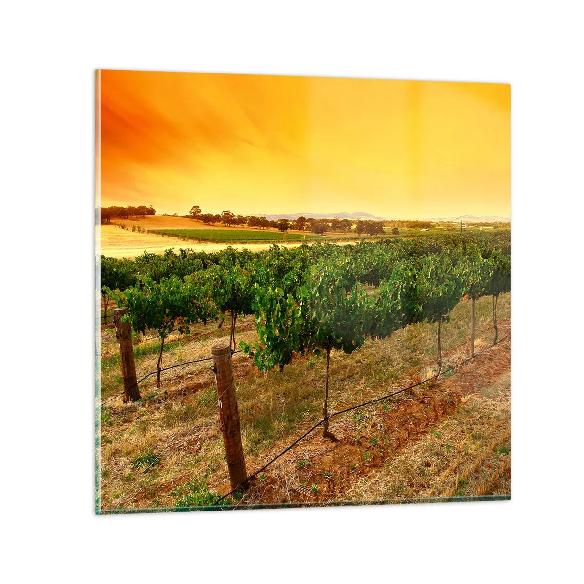 Impression sur verre - Image sur verre - S'abreuver du soleil - 30x30 cm