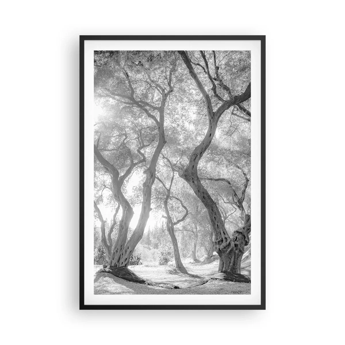 Affiche dans un cadre noir - Poster - Dans l'oliveraie - 61x91 cm