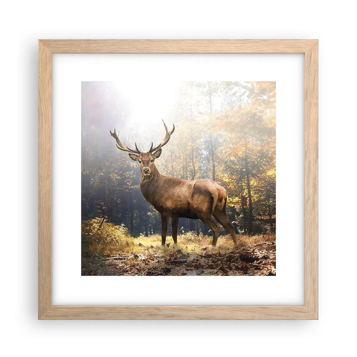 Affiche dans un chêne clair - Poster - Toute sa majesté - 30x30 cm