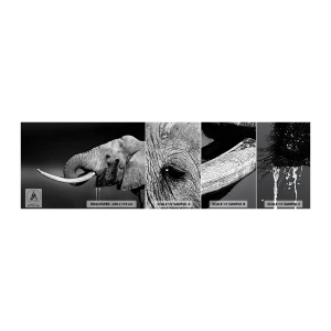 Échantillon de Papier Peint Autocollant Deluxe Sticker - Oui, c'est bon maintenant - Animaux, Éléphant, Afrique - 100x30 cm