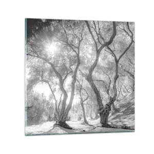 Impression sur verre - Image sur verre - Dans l'oliveraie - 30x30 cm