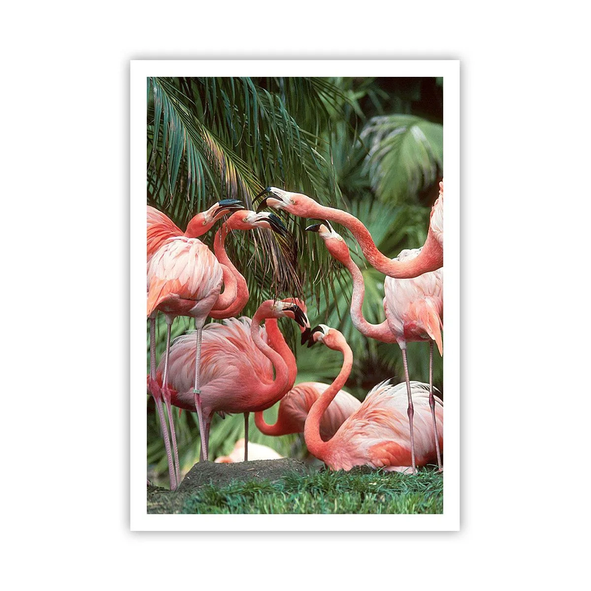 Affiche - Poster - Potins d'après-midi - 70x100 cm