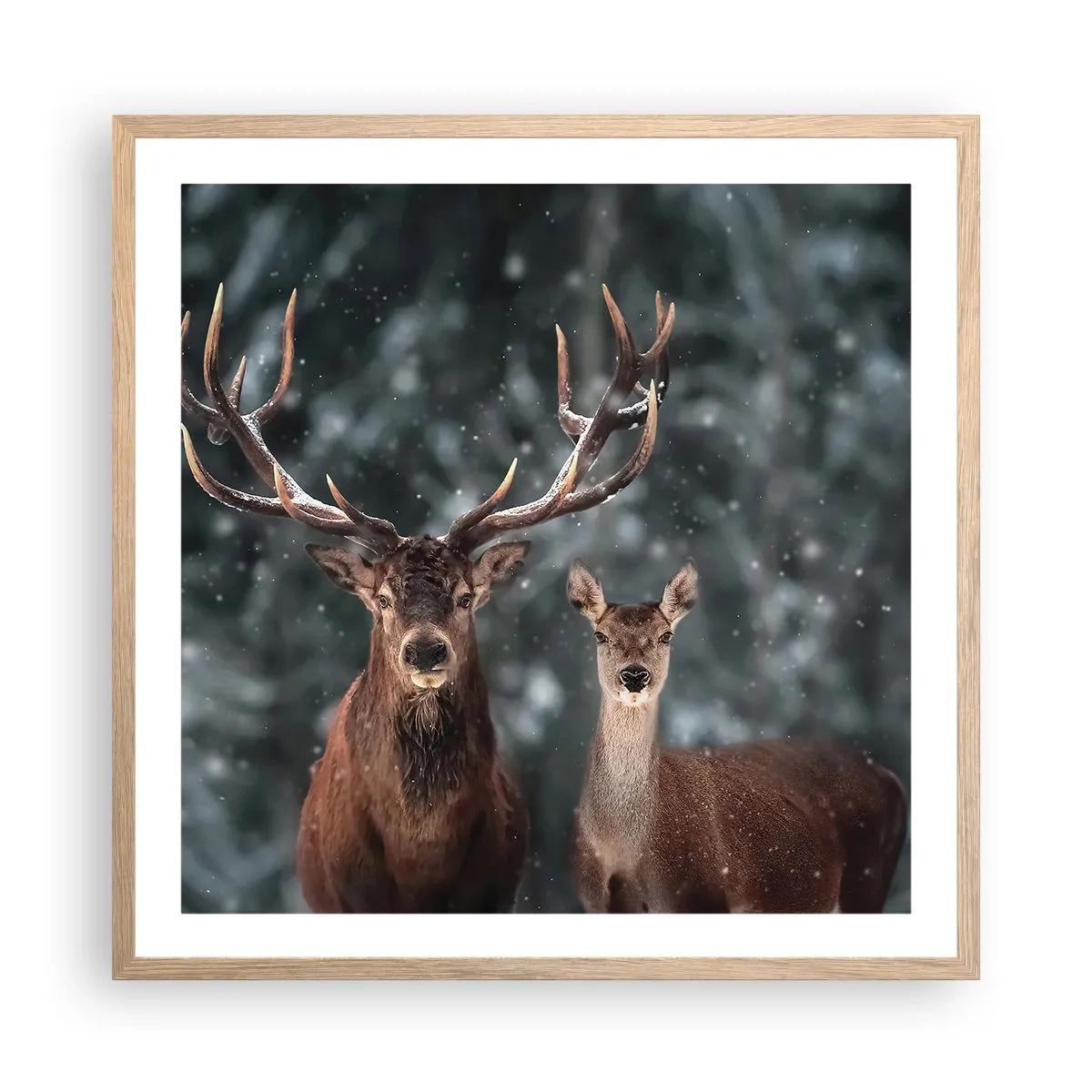 Affiche dans un chêne clair - Poster - Le roi de la forêt avec sa femme - 60x60 cm