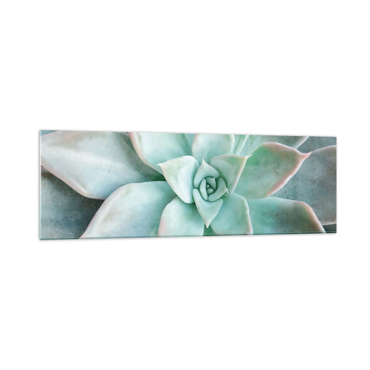 Impression sur verre - Image sur verre - Gros plan d'une succulente verte - 160x50cm - Le coeur du désert - Décoration murale moderne pour le salon et la chambre ARTTOR