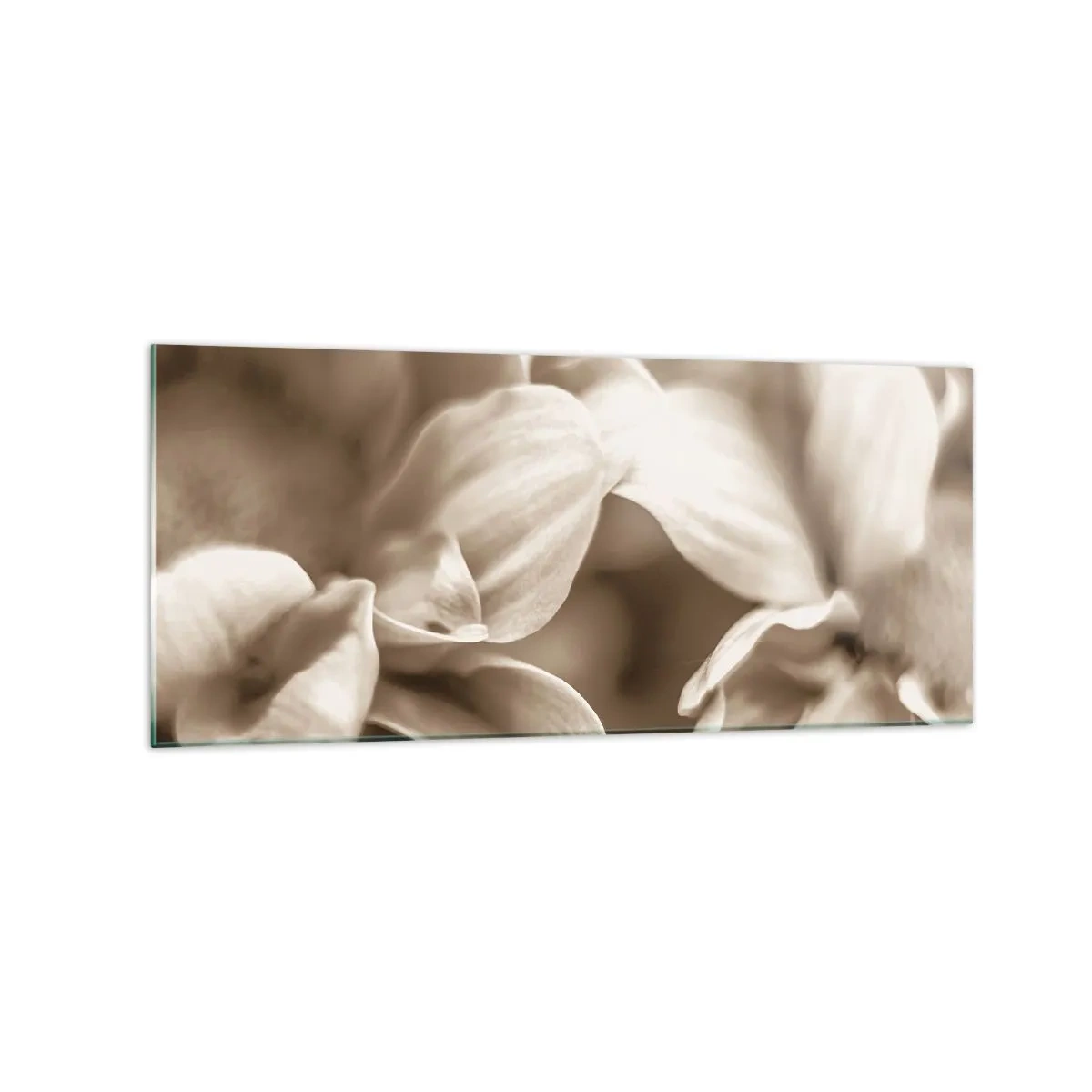 Impression sur verre - Image sur verre - Gros plan de fleurs dans un ton sépia délicat avec des contours doux - 120x50cm - Doux comme un sourire - Décoration murale moderne pour le salon et la chambre ARTTOR
