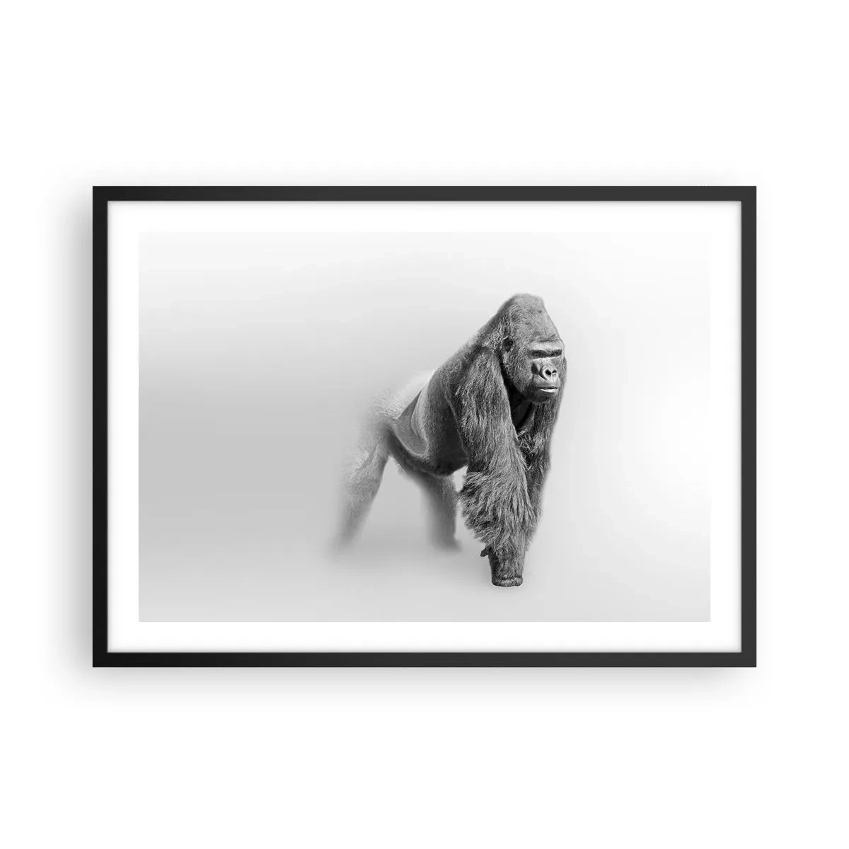 Affiche dans un cadre noir - Poster - Gorille aux tons monochromes sur fond blanc - 70x50cm - Confiant en sa force - Décoration murale moderne pour le salon et la chambre ARTTOR