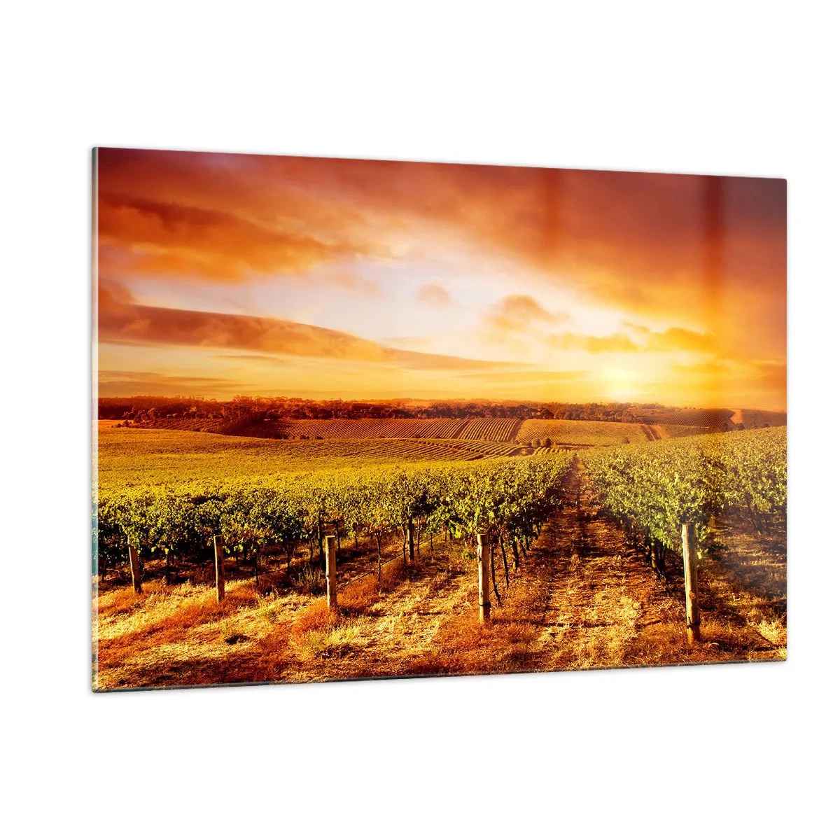 Impression sur verre - Image sur verre - Vignes dans un champ au coucher du soleil - 120x80cm - Légèrement fruité avec une pointe de soleil - Décoration murale moderne pour le salon et la chambre ARTTOR