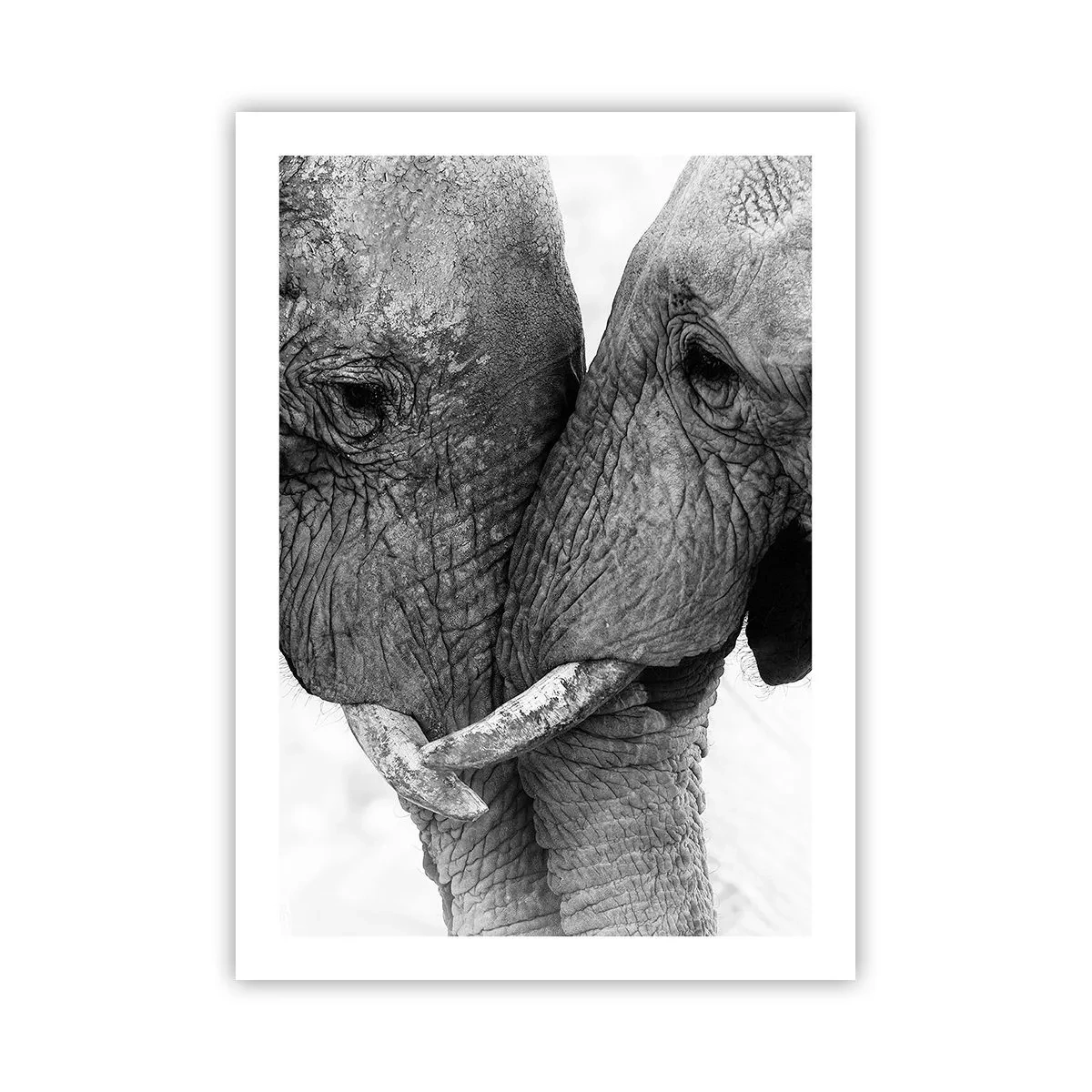Affiche - Poster - Gros plan de deux éléphants en noir et blanc - 50x70cm - Confession sincère - Décoration murale moderne pour le salon et la chambre ARTTOR