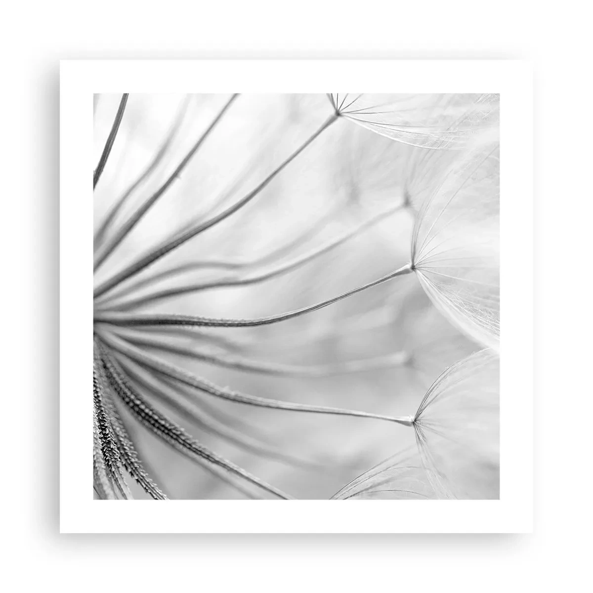 Affiche - Poster - Aigrette avant son envol - 50x50 cm