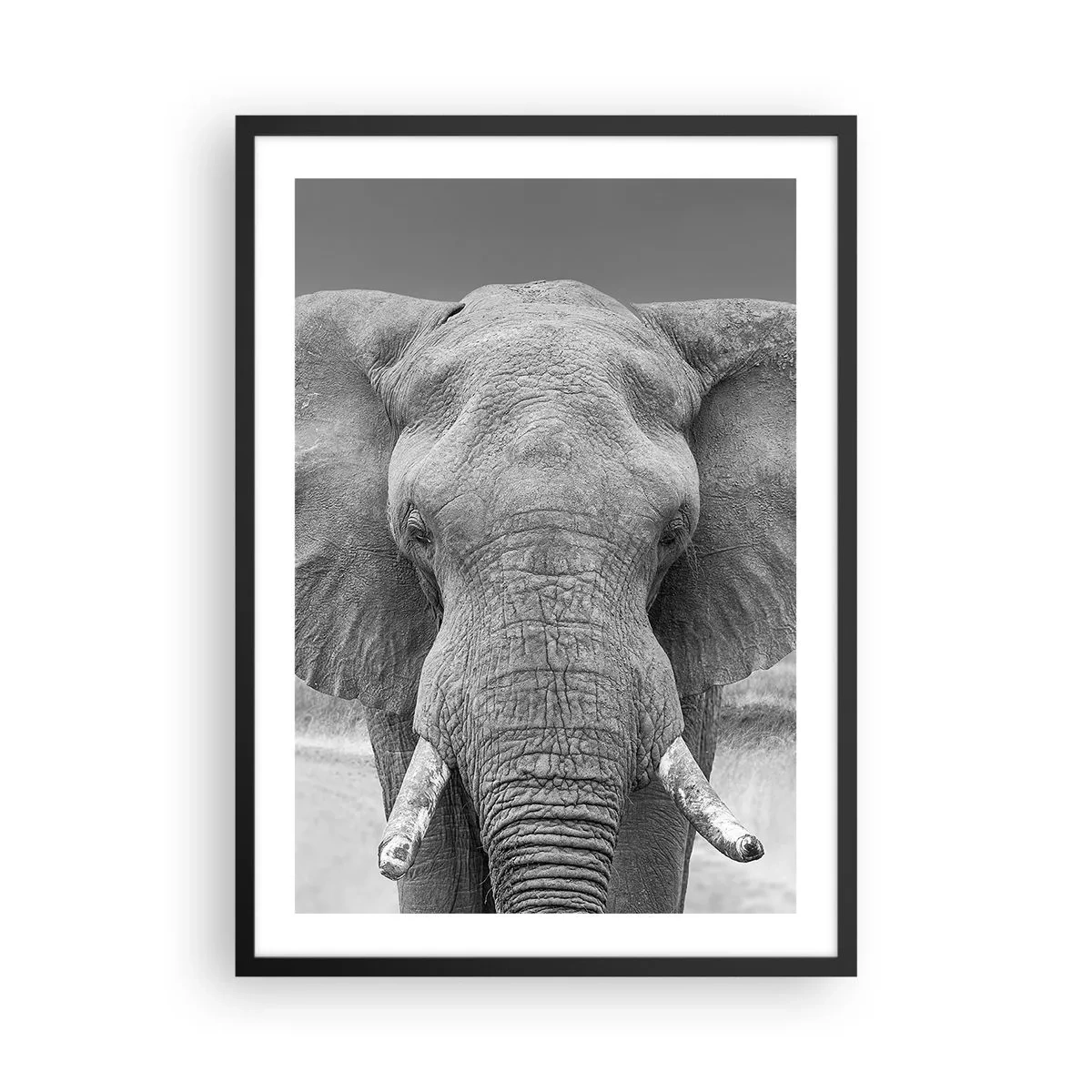 Affiche dans un cadre noir - Poster - Éléphant en photographie d'art en noir et blanc - 50x70cm - Bienvenue dans mon monde - Décoration murale moderne pour le salon et la chambre ARTTOR