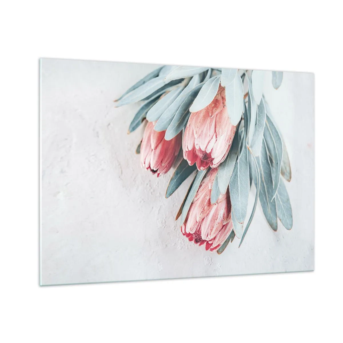 Impression sur verre - Image sur verre - Trois fleurs de protéa pastel avec des feuilles sur un fond clair - 100x70cm - Honte de leur propre beauté - Décoration murale moderne pour le salon et la chambre ARTTOR