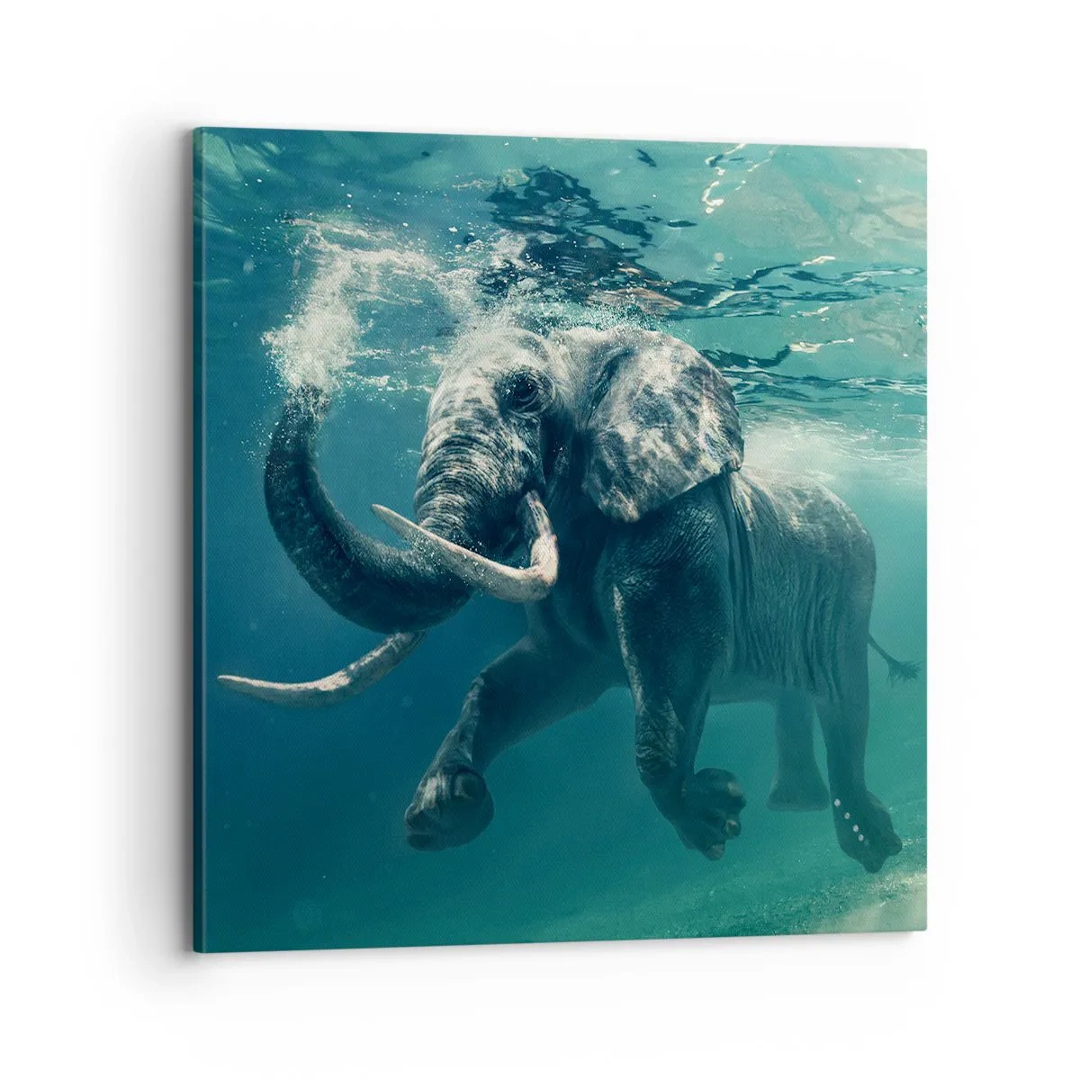 Impression sur toile - Image sur toile - Tout le monde aime nager - 70x70 cm