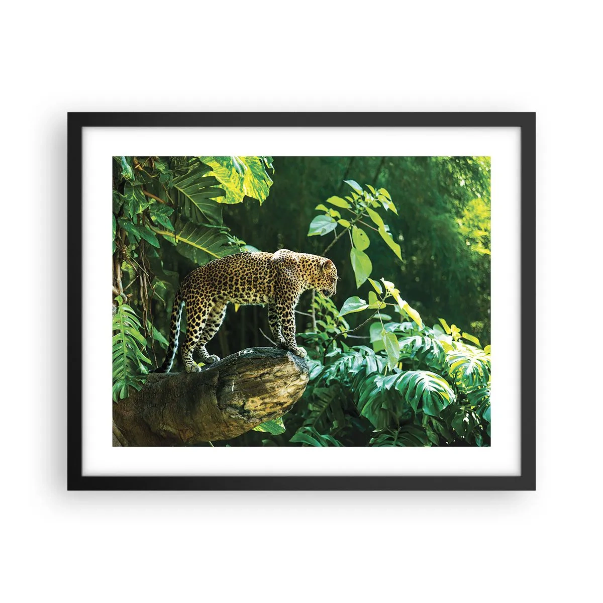 Affiche dans un cadre noir - Poster - À la chasse? - 50x40 cm