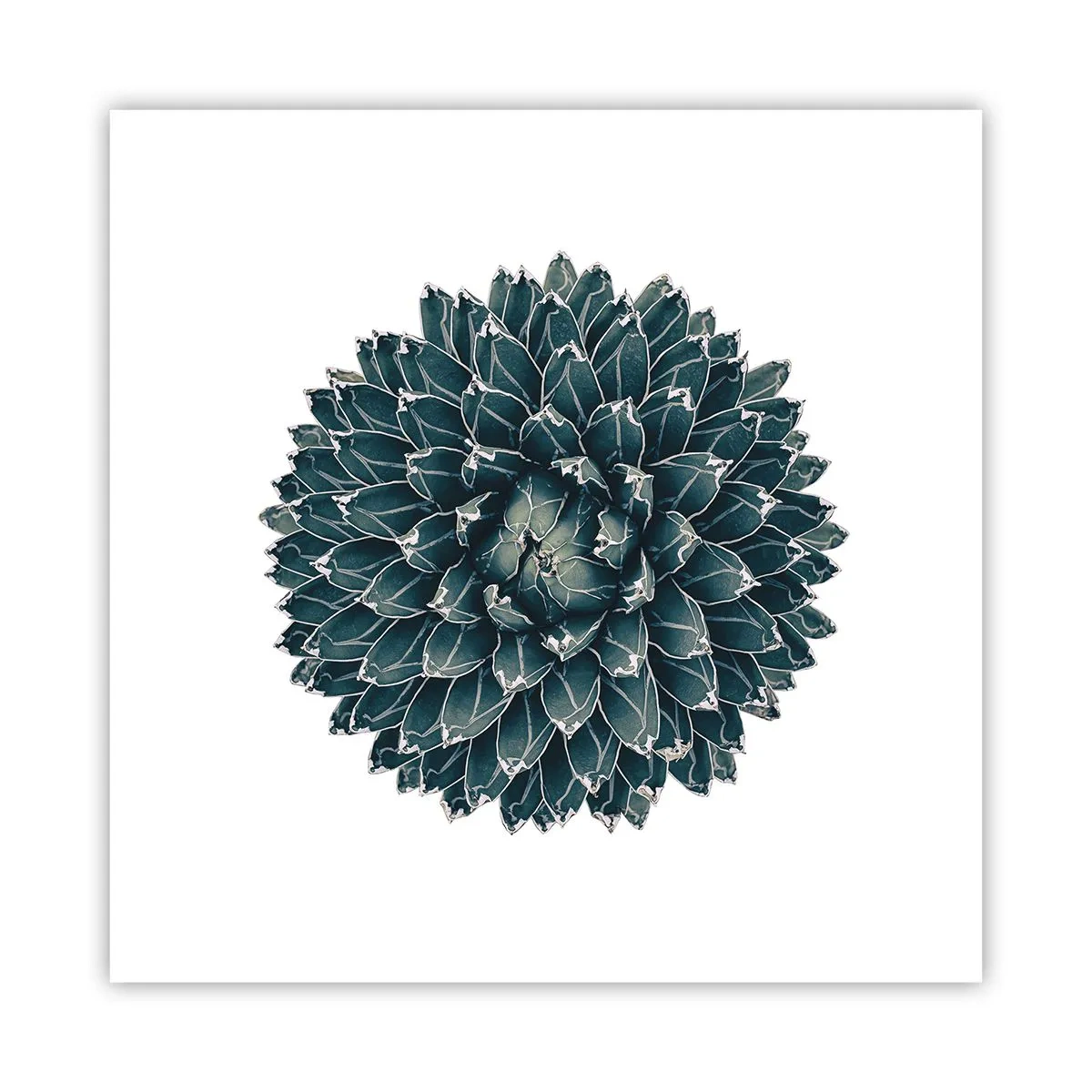 Affiche - Poster - Étoile du désert - 40x40 cm