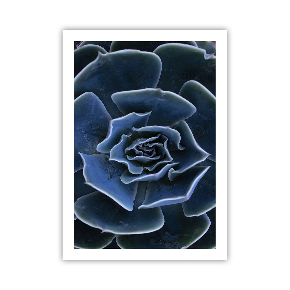 Affiche - Poster - Gros plan artistique d'un motif géométrique succulent - 50x70cm - Fleur du désert - Décoration murale moderne pour le salon et la chambre ARTTOR