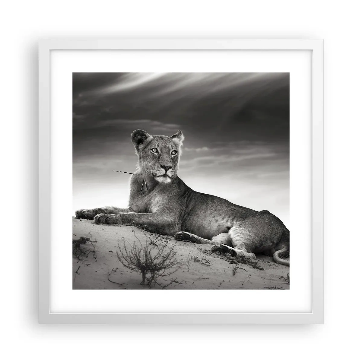 Affiche dans un cadre blanc - Poster - La reine du désert reste - 40x40 cm