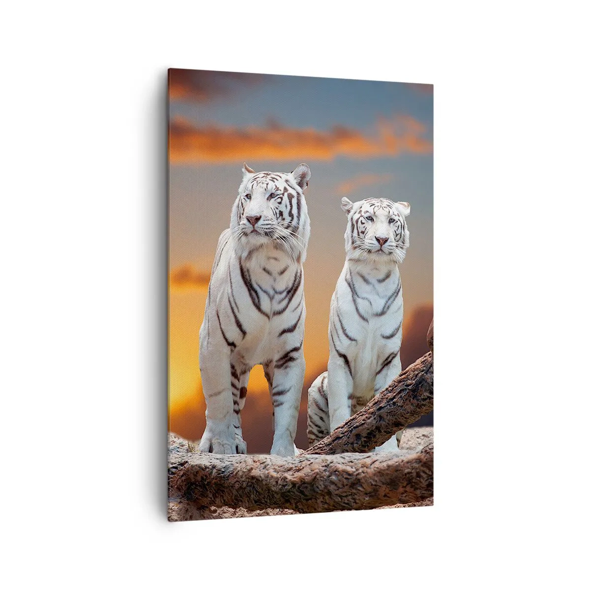 Impression sur toile - Image sur toile - Tigres blancs au soleil couchant sur fond de nature - 80x120cm - Tout comme à Narnia - Décoration murale moderne pour le salon et la chambre ARTTOR