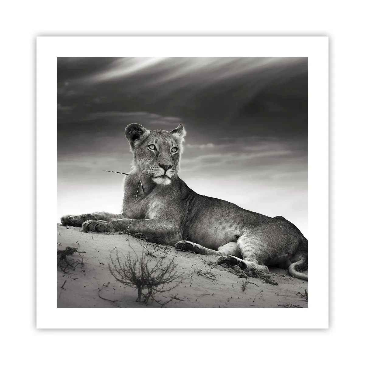 Affiche - Poster - La reine du désert reste - 50x50 cm