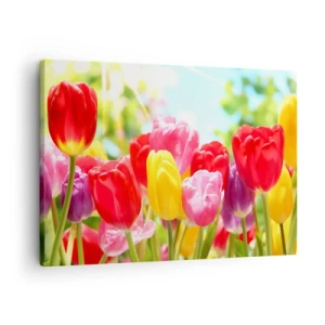 Impression sur toile - Image sur toile - Tulipes colorées en pleine floraison sur fond de printemps - 70x50cm - C'est nous, les couleurs de Mai! - Décoration murale moderne pour le salon et la chambre ARTTOR