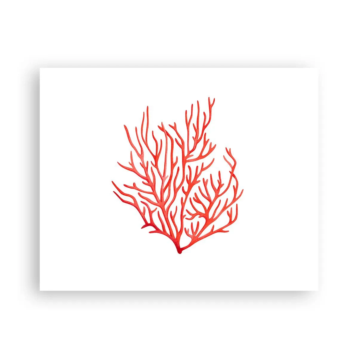 Affiche - Poster - Filigrane de corail - 50x40 cm