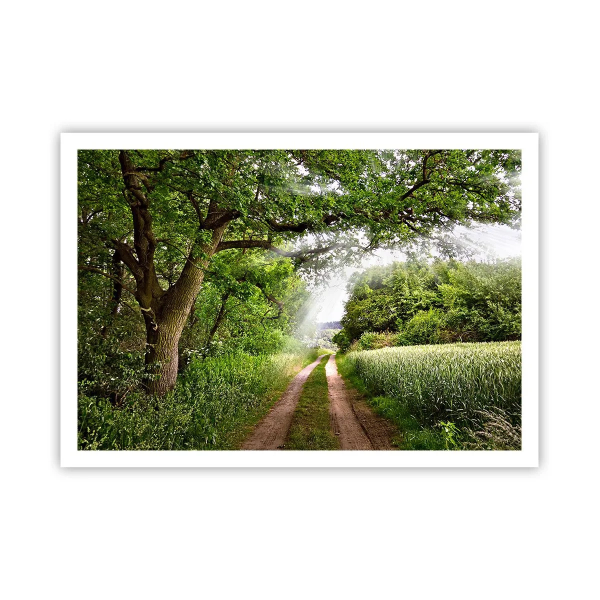 Affiche - Poster - Un chemin de terre parmi les arbres verts et la lumière du soleil - 100x70cm - Et in Arcadia ego - Décoration murale moderne pour le salon et la chambre ARTTOR