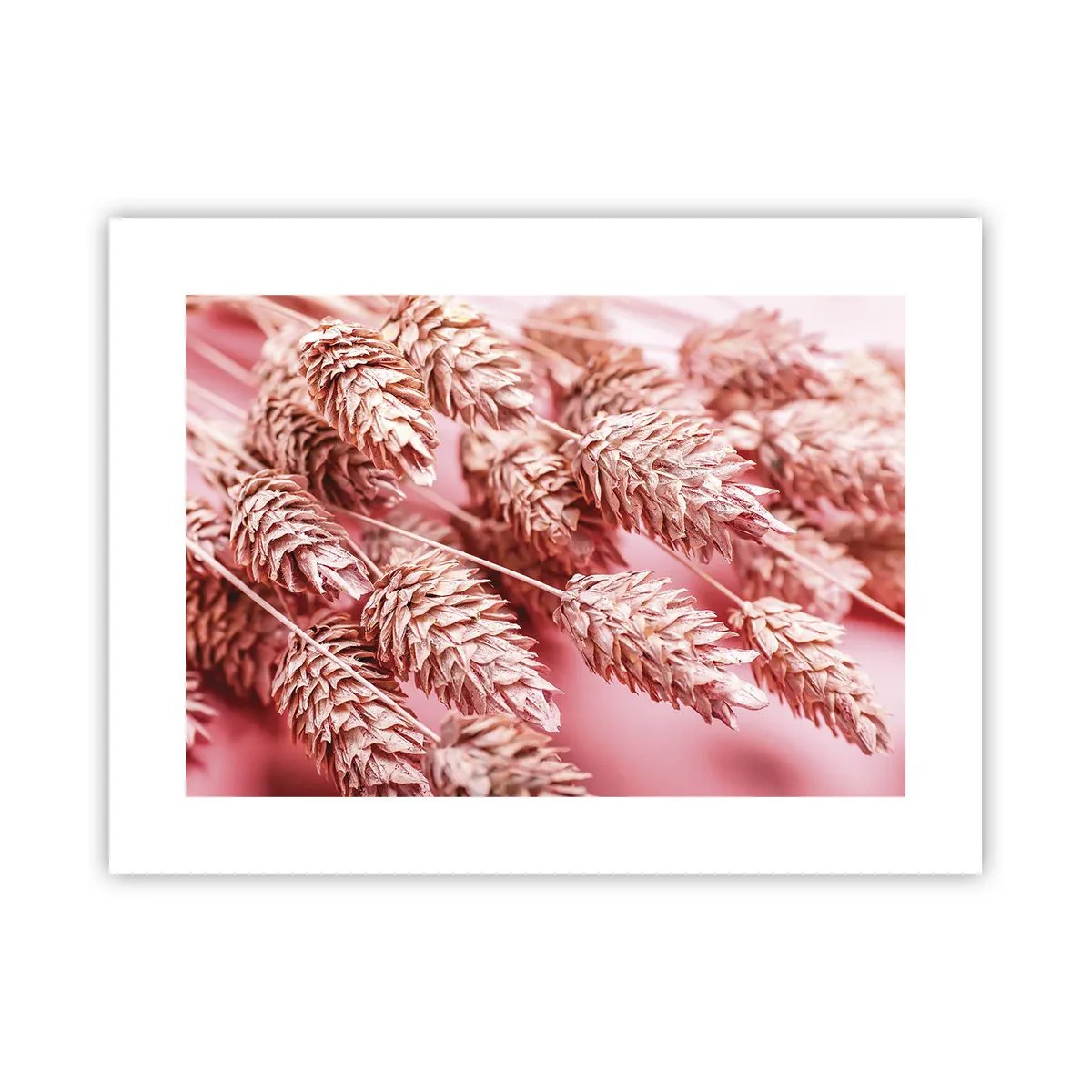 Affiche - Poster - Une cascade florale en rose - 40x30 cm