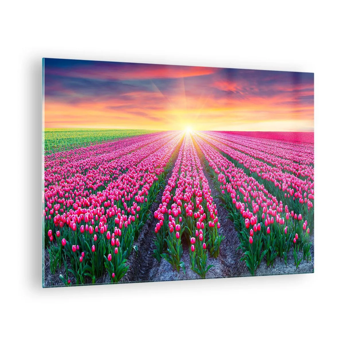 Impression sur verre - Image sur verre - Un champ de tulipes roses dans les rayons du soleil couchant - 70x50cm - Ferme de la beauté - Décoration murale moderne pour le salon et la chambre ARTTOR