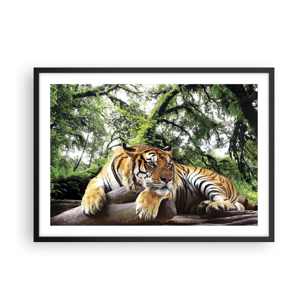 Affiche dans un cadre noir - Poster - Un tigre se reposant dans une forêt tropicale - 70x50cm - Cordialement - Décoration murale moderne pour le salon et la chambre ARTTOR