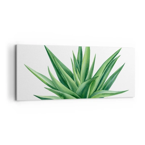 Impression sur toile - Image sur toile - Une plante verte juteuse sur fond blanc - 120x50cm - Vert – force – vie - Décoration murale moderne pour le salon et la chambre ARTTOR