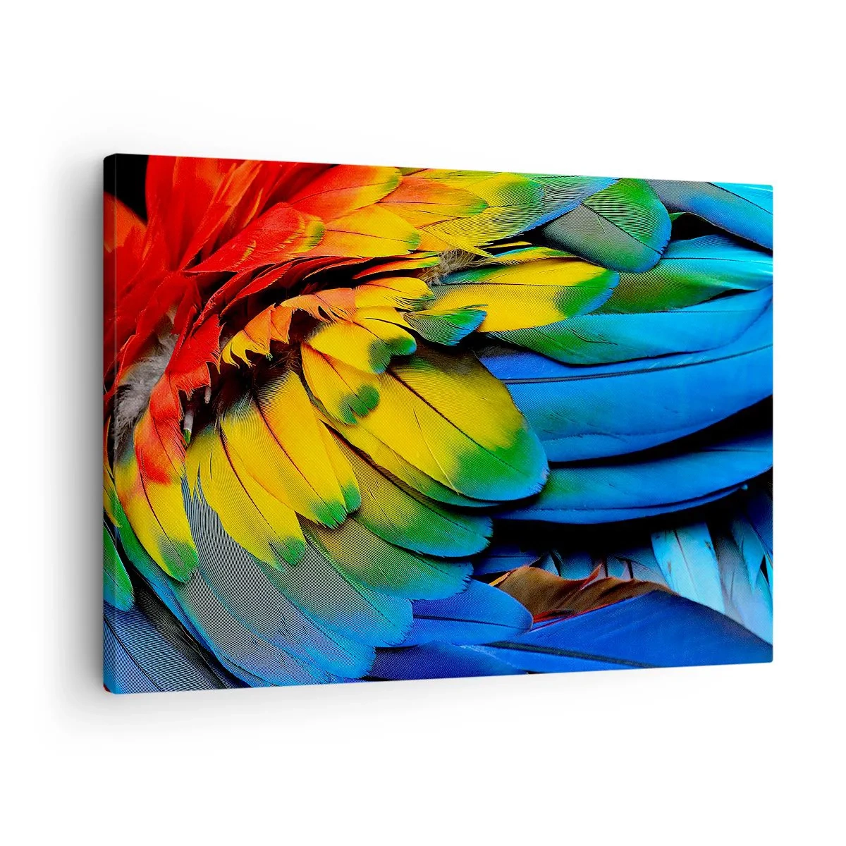 Impression sur toile - Image sur toile - Gros plan des plumes colorées d'un perroquet - 70x50cm - Oiseau de paradis - Décoration murale moderne pour le salon et la chambre ARTTOR