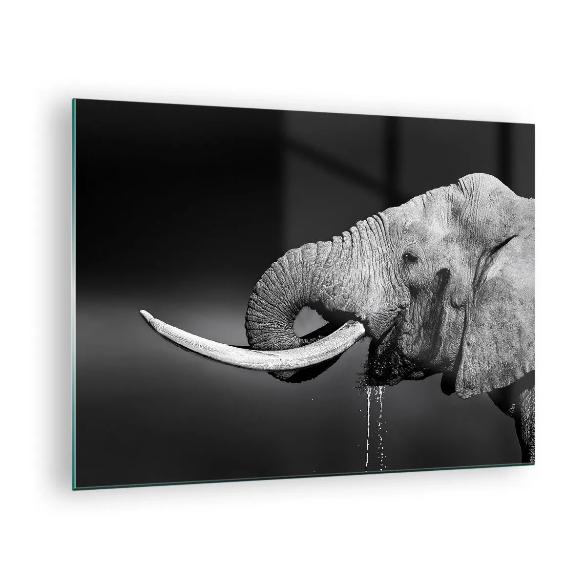Impression sur verre - Image sur verre - Portrait noir et blanc d'un éléphant avec une trompe - 70x50cm - Oui, c'est bon maintenant - Décoration murale moderne pour le salon et la chambre ARTTOR