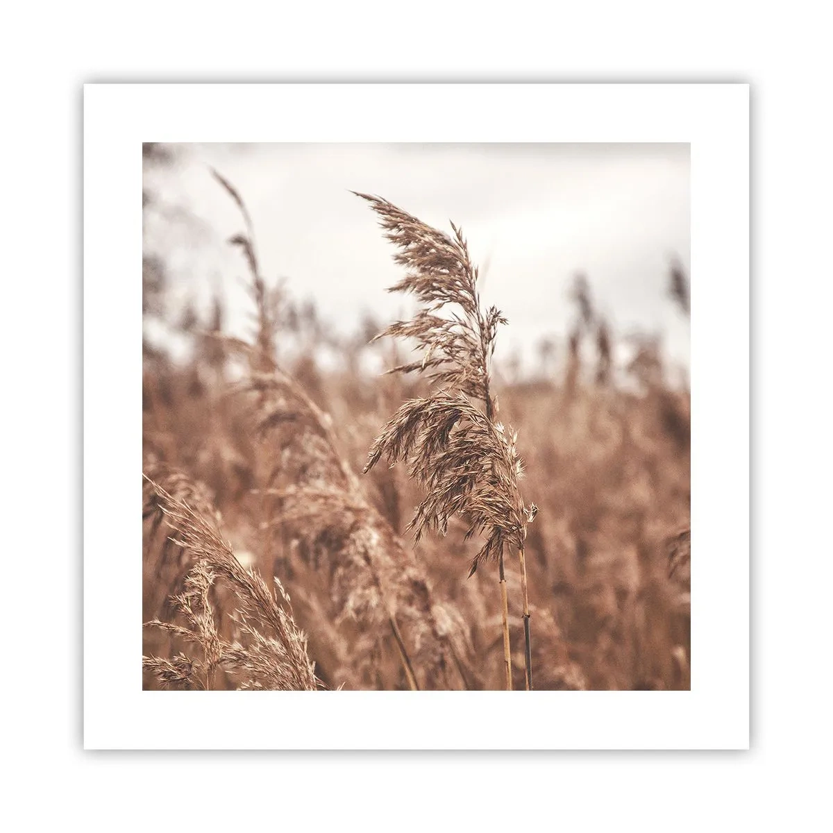 Affiche - Poster - C'est déjà l'automne dans les champs - 40x40 cm