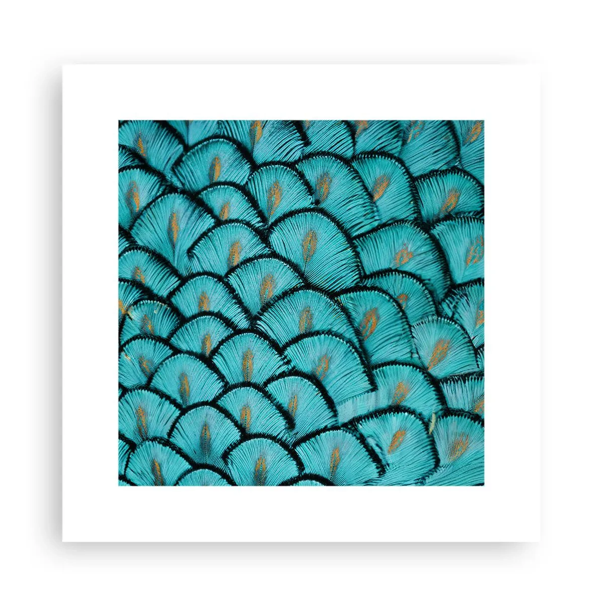 Affiche - Poster - Le grand gala des plumes - 30x30 cm