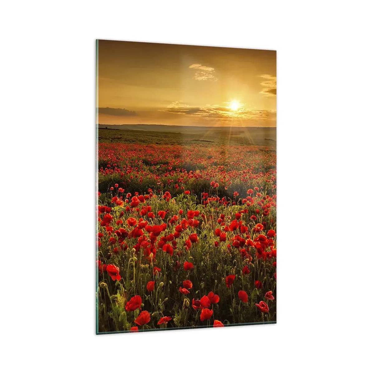 Impression sur verre - Image sur verre - Un champ de coquelicots rouges dans la lueur du soleil couchant - 80x120cm - Parmi les vagues des prairies bruissantes, parmi les fleurs du déluge - Décoration murale moderne pour le salon et la chambre ARTTOR