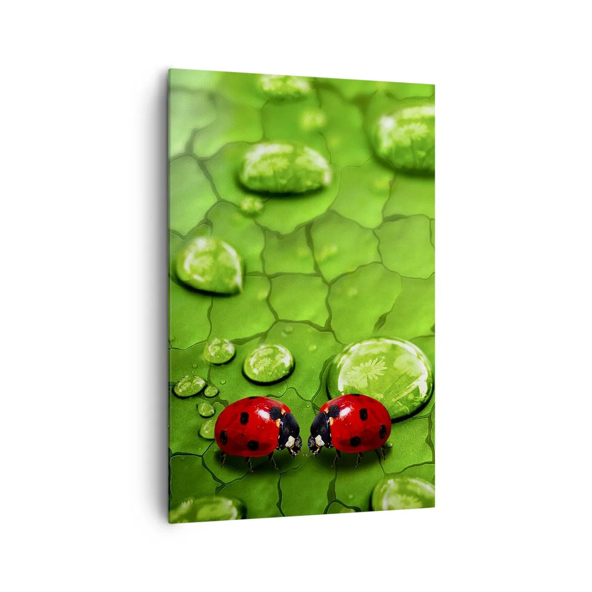 Impression sur toile - Image sur toile - Deux coccinelles sur une feuille avec des gouttes d'eau en macrophotographie - 80x120cm - Rendez-vous au vert - Décoration murale moderne pour le salon et la chambre ARTTOR
