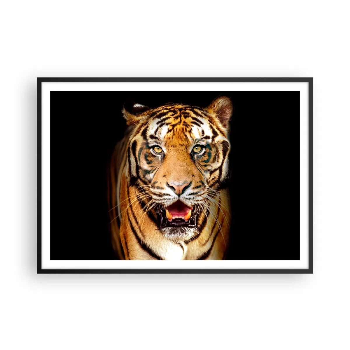 Affiche dans un cadre noir - Poster - Un tigre avec la gueule ouverte sur un fond noir - 100x70cm - Le coeur sauvageon - Décoration murale moderne pour le salon et la chambre ARTTOR